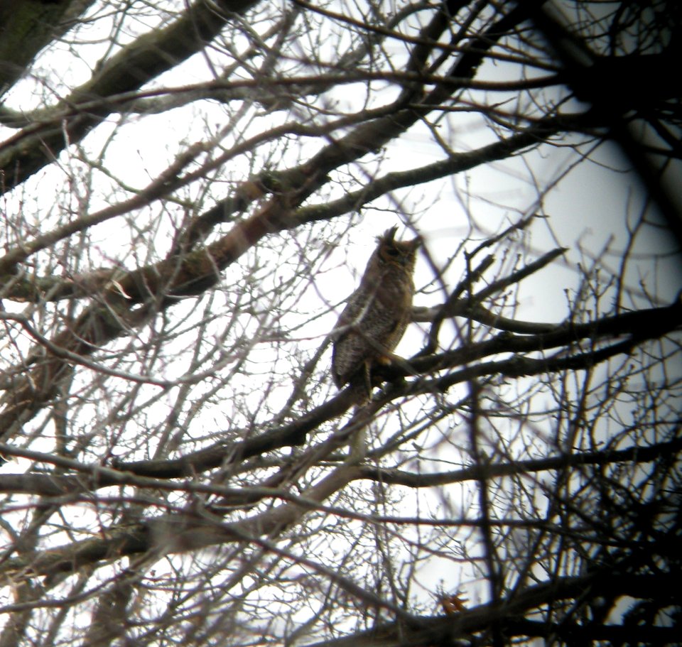 DSCN2947 c Great Horned Owl Bourbonnais IL 4-3-2014 (Photo thru bins)