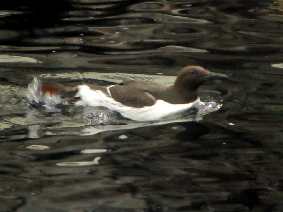 IMG 0252c Common Murre Museum Seward AK 8-19-2018