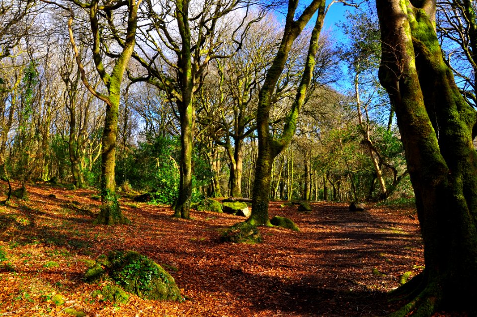 Barna Woods, Galway Ireland