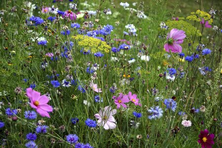 Fleurs des champs fleury fallow