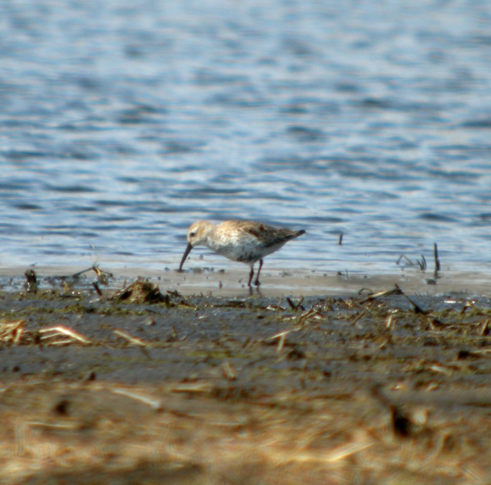 DSCN3047 c Dunlin Aroma Park IL 4-20-2014