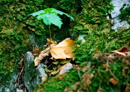 Exa + Tessar 2,8/50 - Transience Cycle