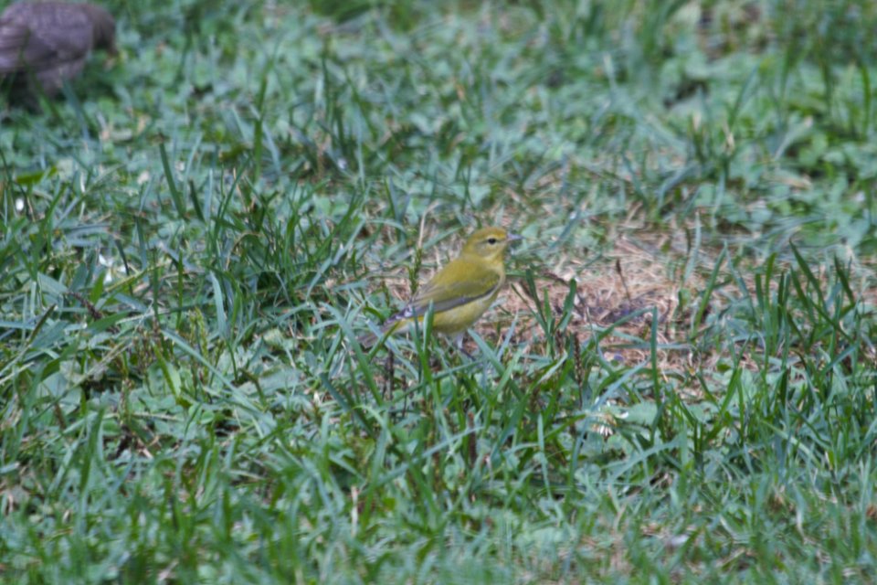 IMG 1419c Tennessee Warbler Hse Kankakee IL 8-27-2018
