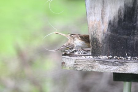 IMG 9620c Pine Siskin Hse Kankakee IL 5-9-2018