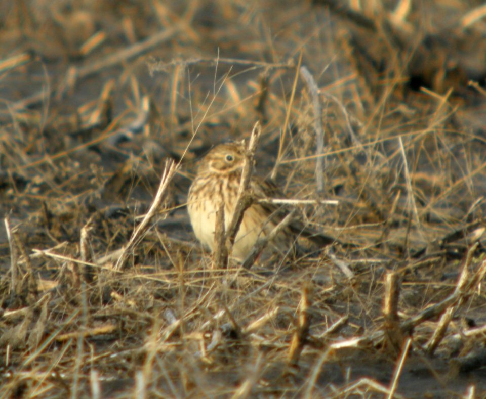 DSCN2905 c Vesper Sparrow TNC Kankakee Sands IN 3-31-2014