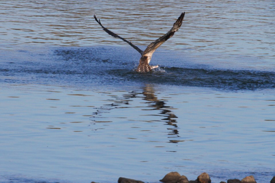 IMG 2959c Osprey Dam Kankakee IL 10-28-2018