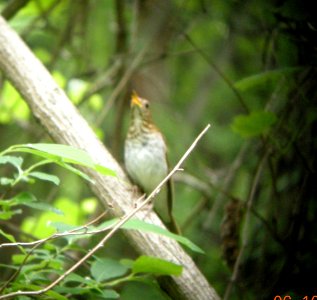 DSCN3405 c Veery LaSalle FWA  IN 6-10-2014 (Photo thru bins)