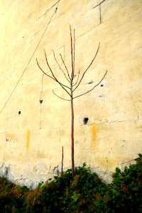 Little Tree