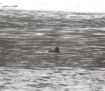 DSCN1336 c Greater Scaup Kankakee Co IL 12-31-2013