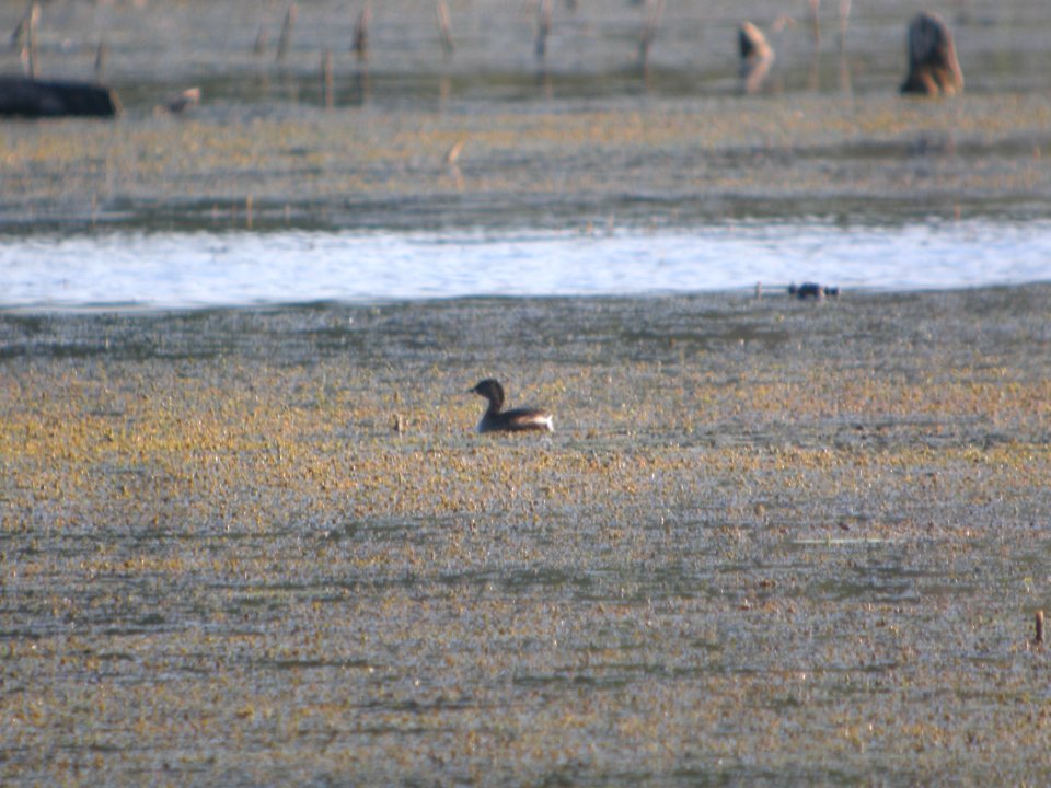 DSCN9906c Pied-billed Grebe LaSalle FWA IN 8-30-2018