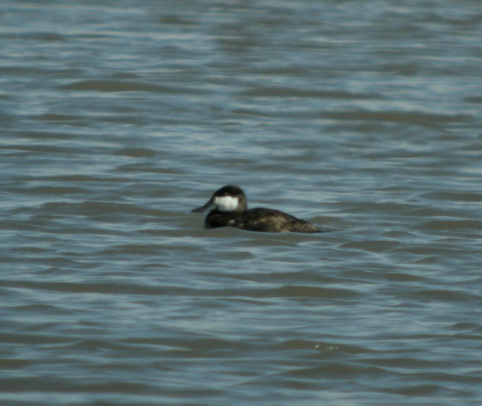 DSCN3303 c Ruddy Duck  Bourbonnais IL 5-22-2014