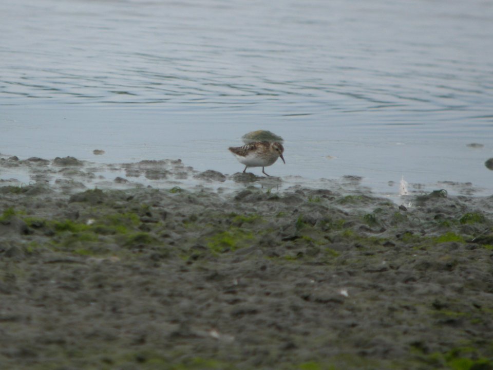 DSCN0355c Least Sandpiper Willowhavern Area Kankakee Co IL 8-6-2018