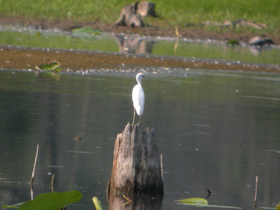 DSCN0431c Little Blue Heron LaSalle FWA-IN 8-13-2018