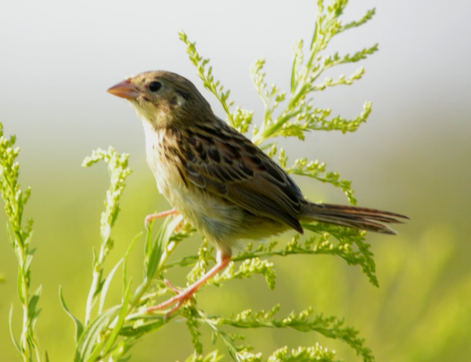 DSCN0204 c Grasshopper Sparrow Newton Co IN 8-18-13