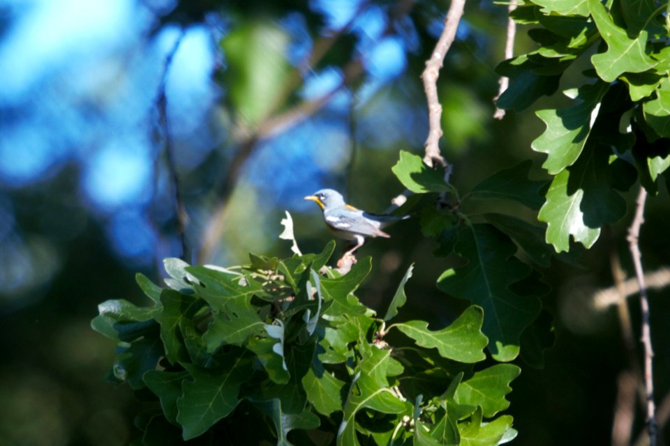 IMG 0304c Northern Parula Hse Kankakee IL 6-4-2018