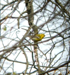 DSCN3009 c Pine Warbler Willow Slough FWA IN 4-24-2014 (Photo thru bins)
