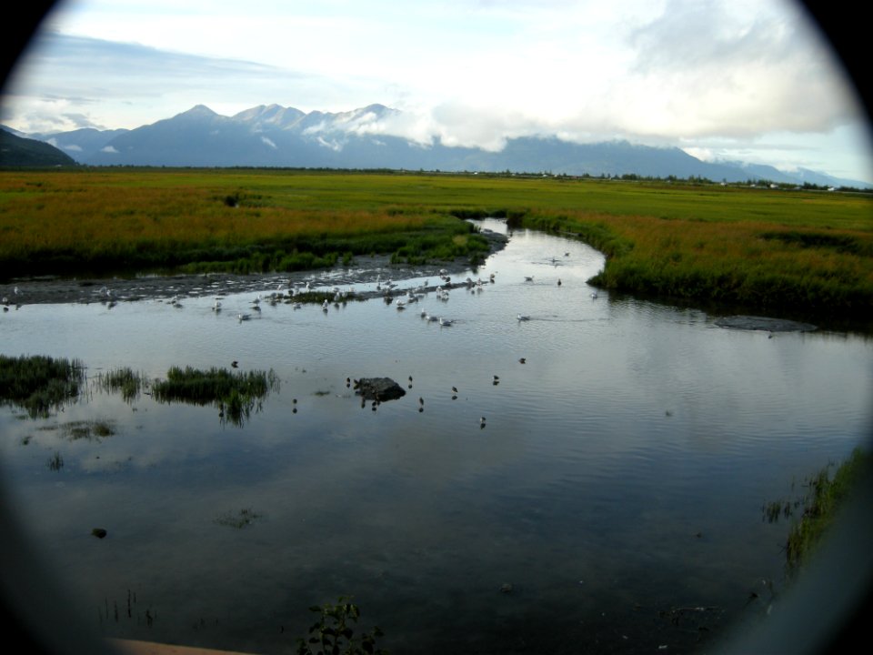 DSCN0455c Potter Marsh Boardwalk Anchorage AK 8-16-2018