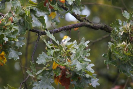 IMG 2478c Black-throated Green Warbler Hse Kankakee IL 10-6-2018
