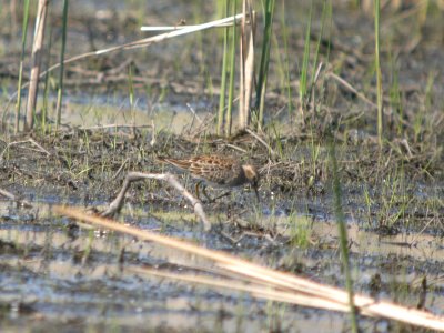DSCN9813c Pectoral Sandpiper Aroma Park IL 5-1-2018