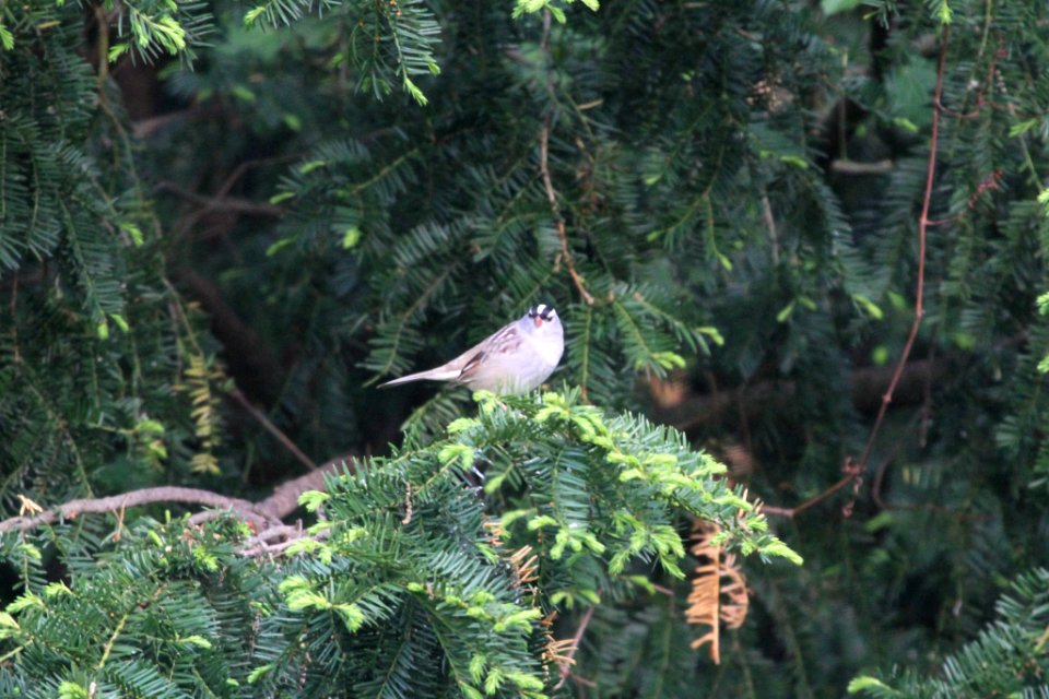 IMG 0030c White-crowned Sparrow Hse Kankakee IL 5-19-2018