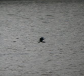 DSCN0885 c Common Loon  Kankakee IL 3-27-2014