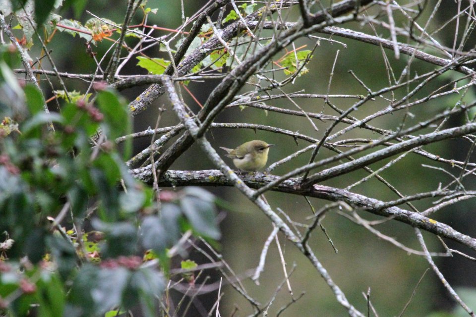 IMG 1912c Tennessee Warbler Willow Slough FWA IN 9-24-2018