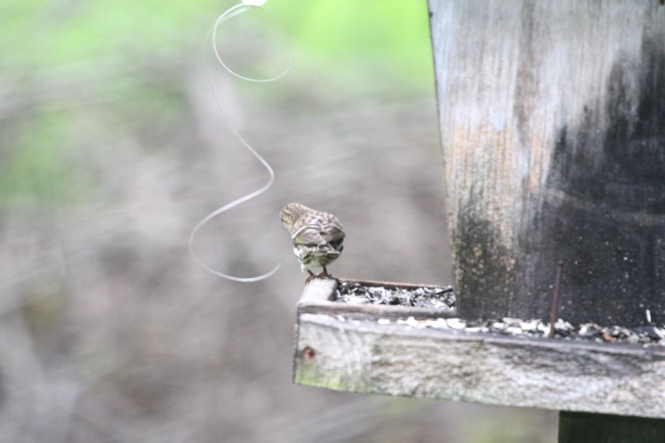 IMG 9619c Pine Siskin Hse Kankakee IL 5-9-2018