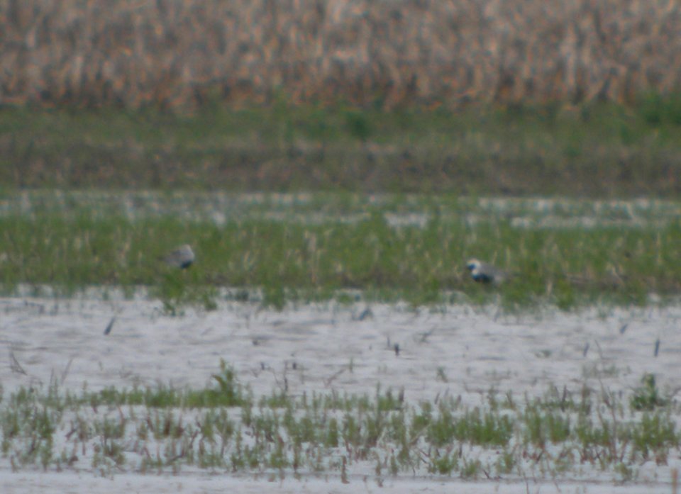 DSCN3231 c Black-bellied Plover Bourbonnais IL 5-14-2014