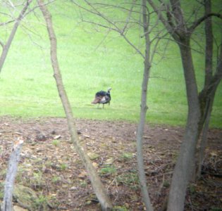 DSCN3044 c Wild Turkey Kankakee IL 4-30-2014 (Photo thru bins)