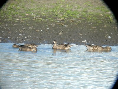 DSCN9924c Blue-winged Teal Willowhaven Area Kankakee Co IL 9-5-2018