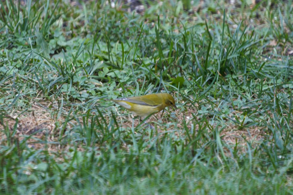 IMG 1423c Tennessee Warbler Hse Kankakee IL 8-27-2018
