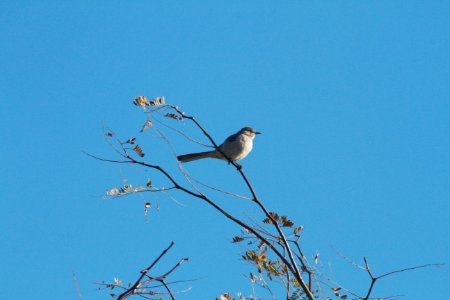 IMG 2874c Northern Mockingbird TNC Kankakee Sands IN 10-24-2018