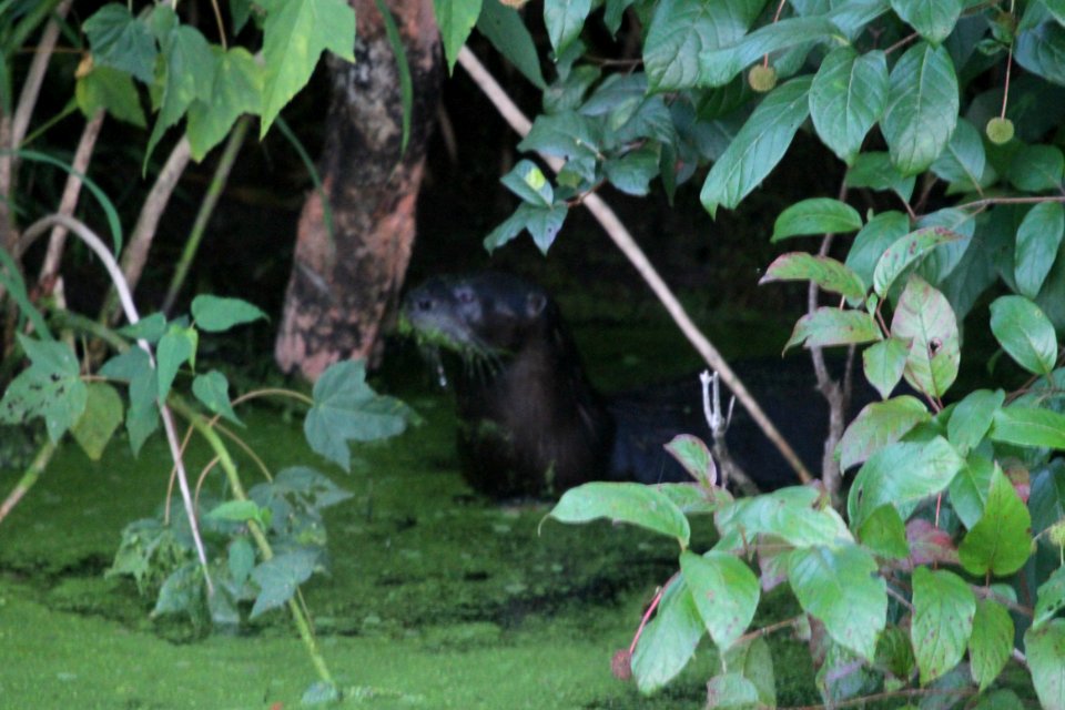 IMG 1469c NA River Otter LaSalle FWA IN 8-30-2018