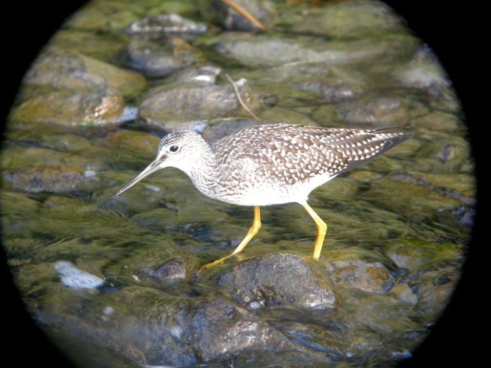 DSCN0499c Lesser Yellowlegs Westchester Lagoon Anchorage AK 8-17-2018