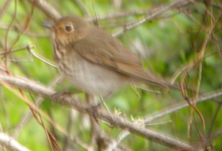 DSCN3077 c Swainson's Thrush Bourbonnnais IL 5-2-2014 (Photo thru bins)