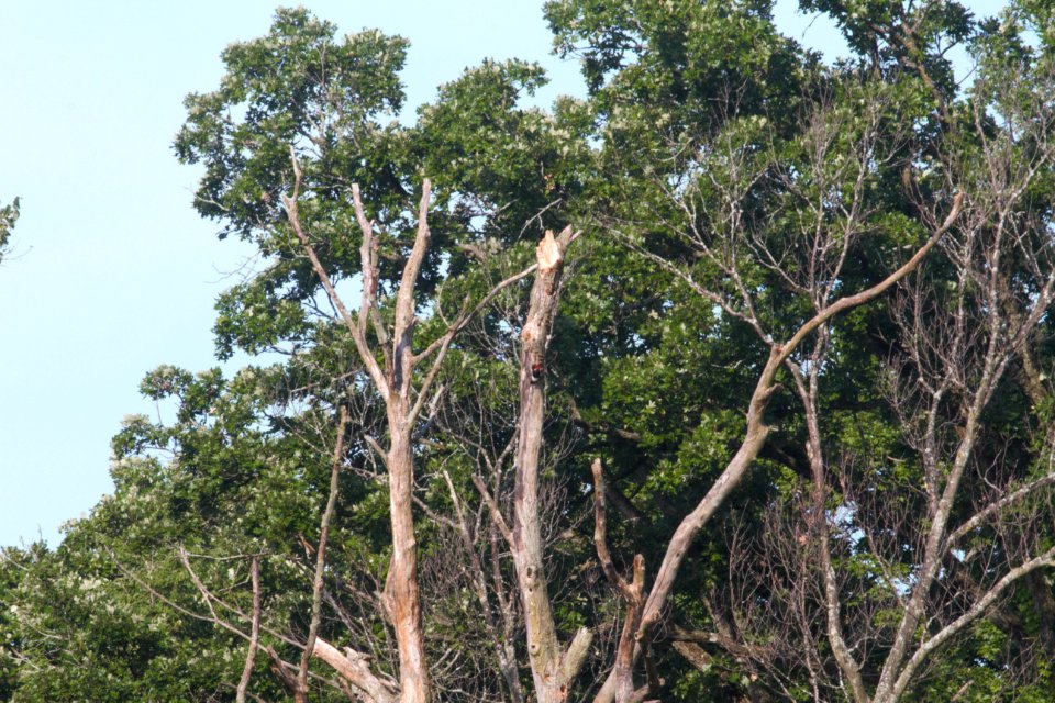 IMG 0687c RH Woodpecker Tree LeVasseur Park Kankakee IL 6-29-2018