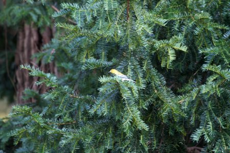 IMG 1977c Black-throated Green Warbler Hse Kankakee IL 9-25-2018
