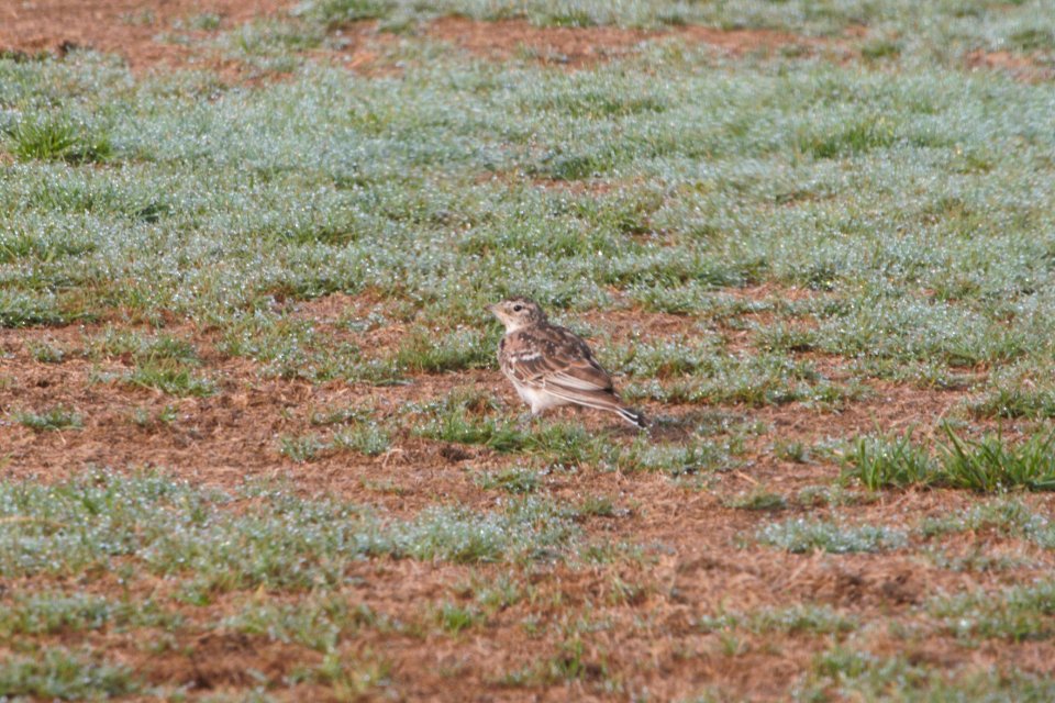 IMG 1183c Horned Lark H & E Sod Momence IL  7-29-2018