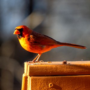 Day 5 - Magic Hour Cardinal photo