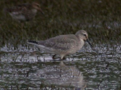 DSCN3999 csm RedKnot H & E Sod Momence IL 9-3-04