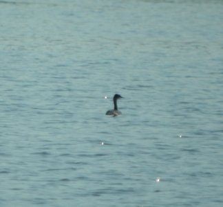 DSCN0214 c Eared Grebe Newton Co IN 8-18-13 photo