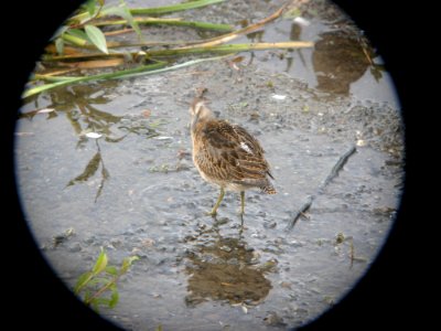 DSCN0630c Short-billed Dowitcher Potter Marsh Boardwalk Anchorage AK 8-22-2018