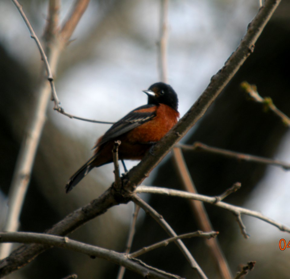 DSCN3153 c Orchard Oriole Kankakee IL 4-29-2014