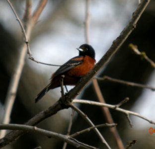 DSCN3153 c Orchard Oriole Kankakee IL 4-29-2014