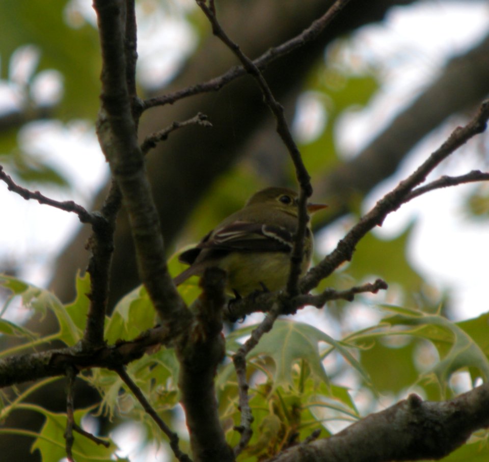 DSCN3273 c Yellow-bellied Flycatcher  Willow Slough FWA IN 5-21-2014