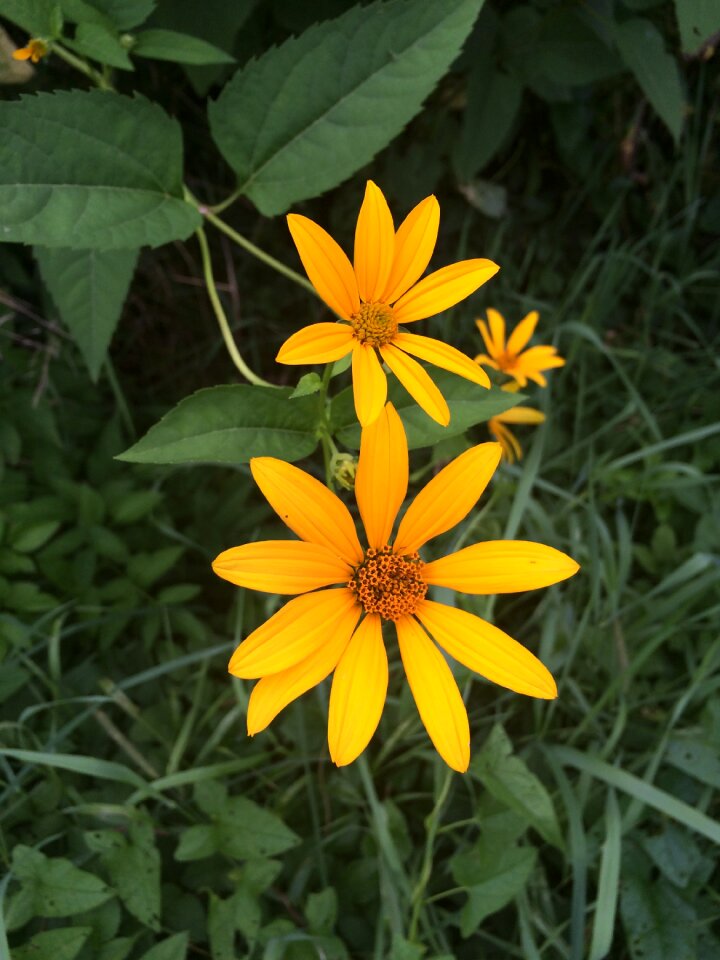 Wild flowers flower sunny