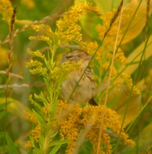 DSCN0451 c Le Conte's Sparrow (Adult #2) Kankakee Co IL 9-11-13