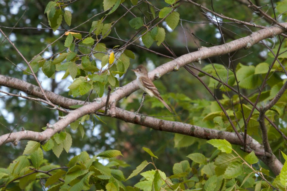 IMG 1088c Willow Flycatcher LaSalle FWA IN 7-23-2018