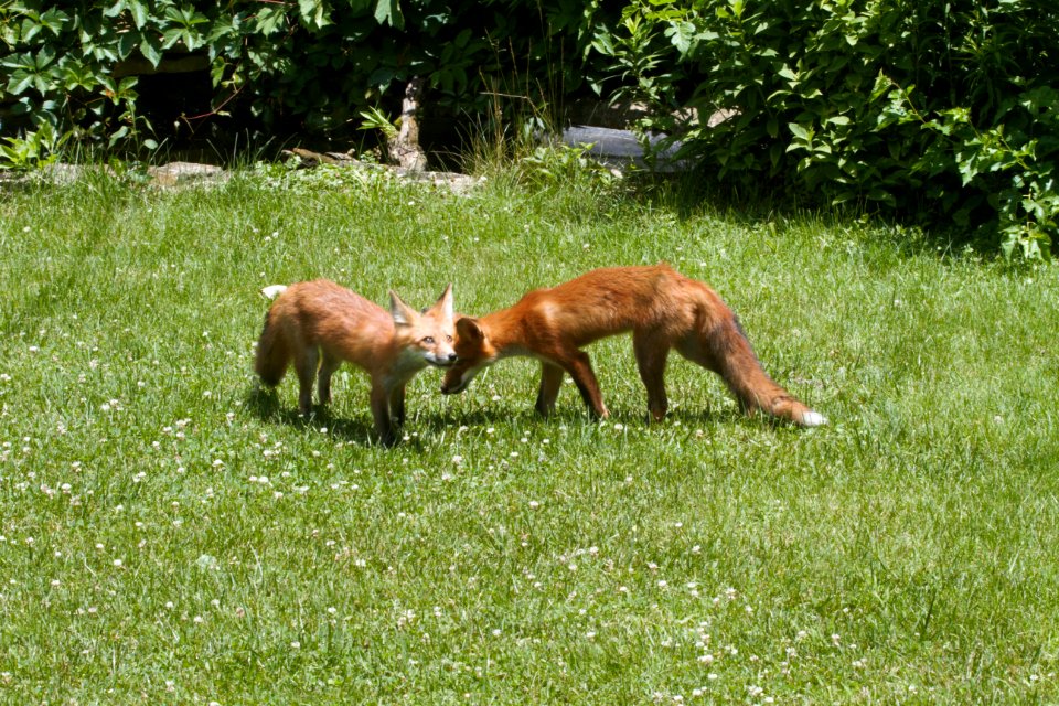 IMG 0652c Red Fox Hse Kankakee IL 6-27-2018