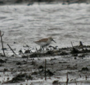 DSCN3113 c Dunlin Bourbonnnais IL 4-28-2014